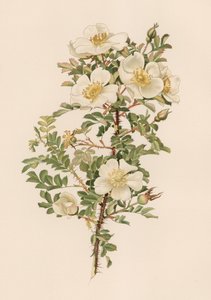 English Rose by English School